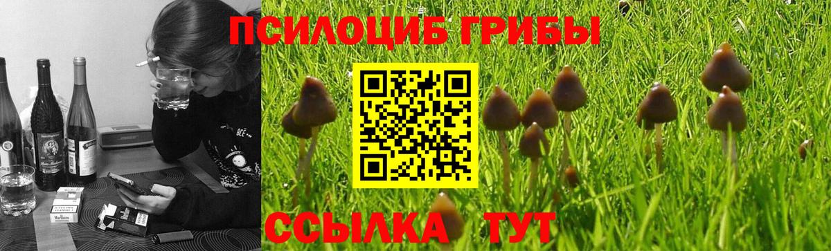 Псилоцибиновые грибы Psilocybine cubensis Партизанск